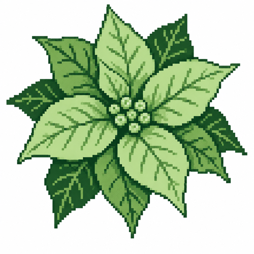 White background. A single poinsettia bloom with layered bracts and sharply defined leaf veins.
